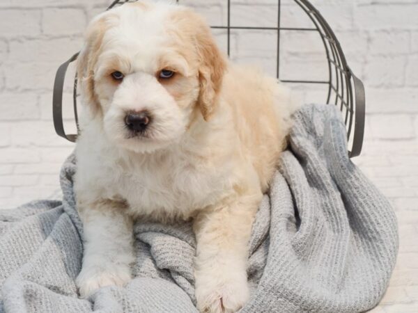 Sheepadoodle Dog Male cREAM 36277 Petland Novi, Michigan