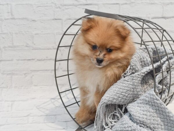 Pomeranian Dog Male Red Merle & White 36278 Petland Novi, Michigan