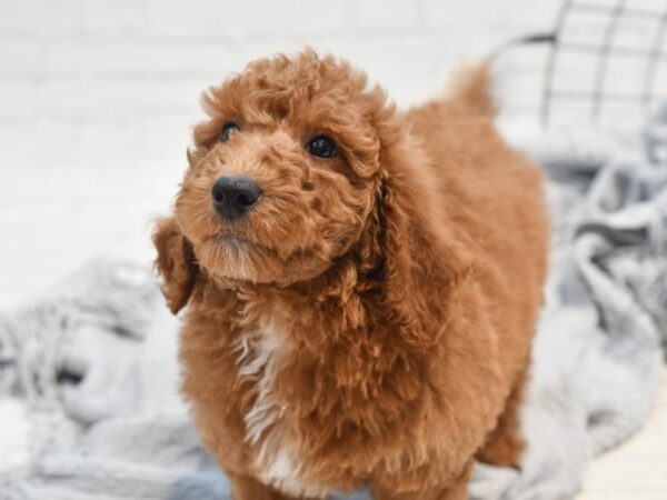 Poodle Dog Male Red 36286 Petland Novi, Michigan