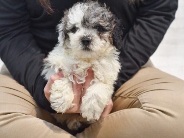 Miniature Poodle Dog Male Blue Merle, Parti 36290 Petland Novi, Michigan