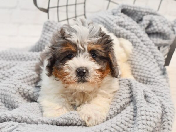 Mini Bernadoodle Dog Male Blue Merle / Tan 36297 Petland Novi, Michigan