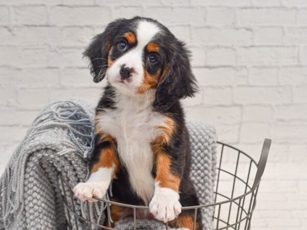 Mini Bernese Dog Female Tri-Colored 36299 Petland Novi, Michigan