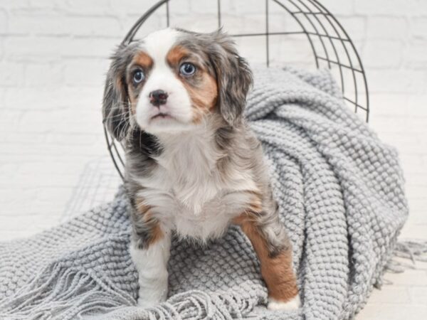 Mini Bernese Dog Female Blue Merle 36300 Petland Novi, Michigan