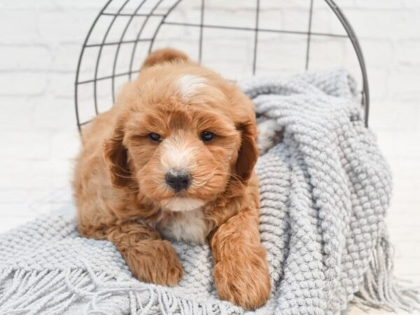 Mini Goldendoodle Dog Female Red 36301 Petland Novi, Michigan