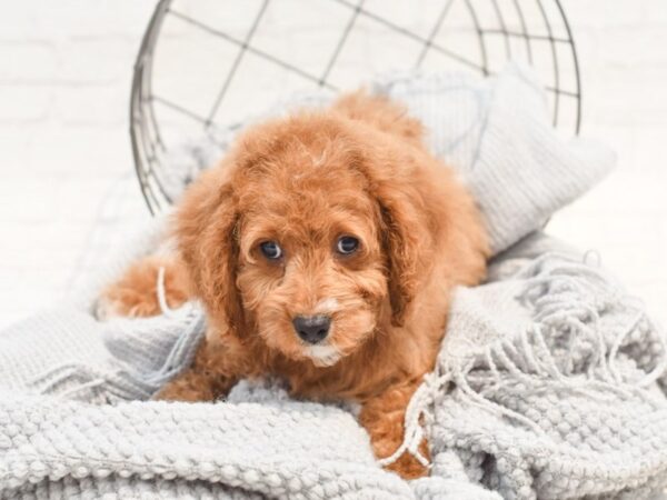 Cavapoo Dog Female Red & White 36302 Petland Novi, Michigan