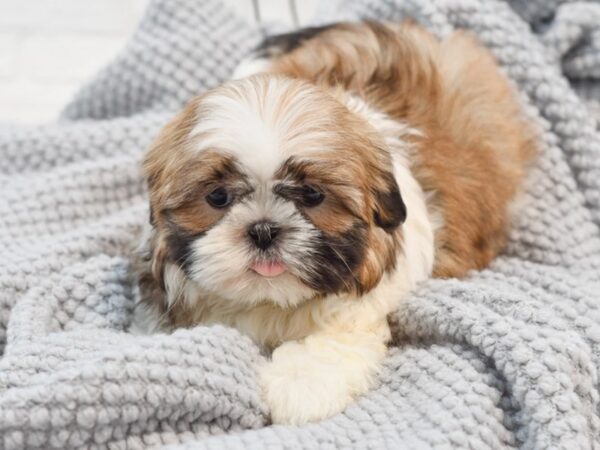 Shih Tzu Dog Female Gold & White 36304 Petland Novi, Michigan