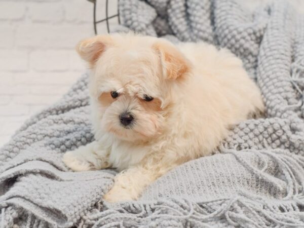 Maltipoo Dog Male Apricot 36307 Petland Novi, Michigan