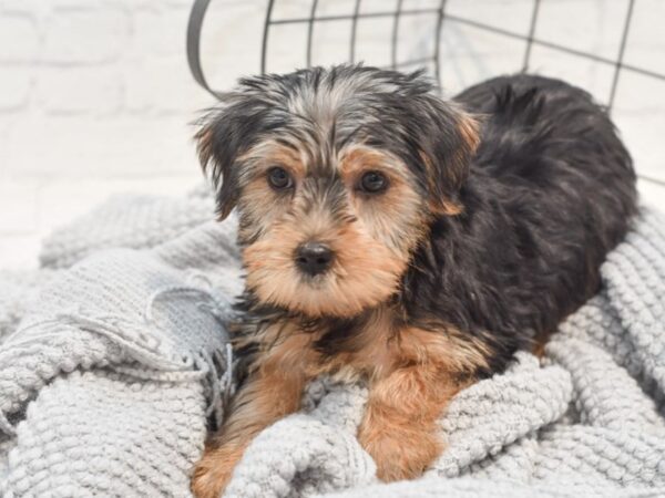 Yorkshire Terrier Dog Female Black & Tan 36310 Petland Novi, Michigan