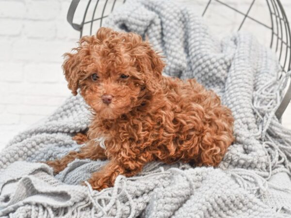 Cavapoo Dog Female Red & White 36316 Petland Novi, Michigan