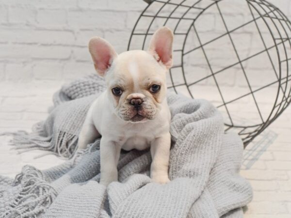 French Bulldog Dog Female Cream 36314 Petland Novi, Michigan