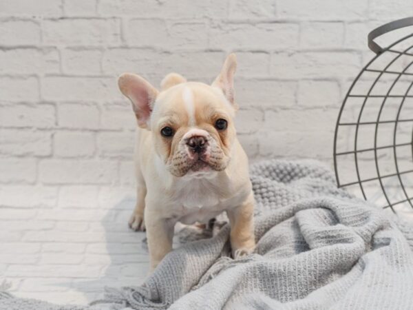 French Bulldog Dog Male Cream 36313 Petland Novi, Michigan