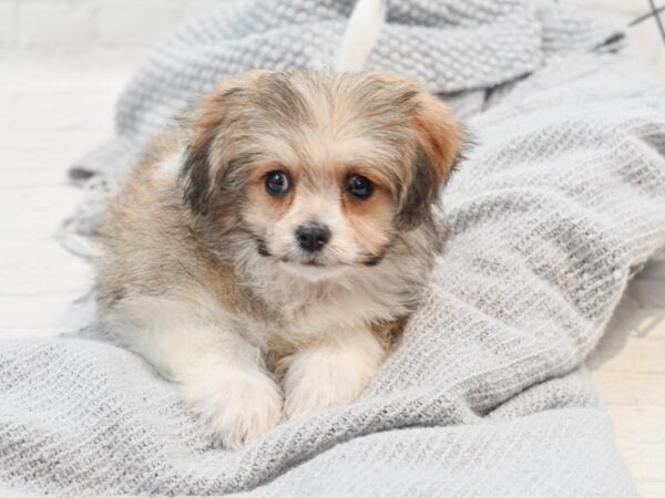 Pomeranian/ Teddy Bear Dog Male Sable / White 36318 Petland Novi, Michigan