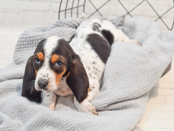 Basset Hound Dog Female Black White / Tan 36319 Petland Novi, Michigan