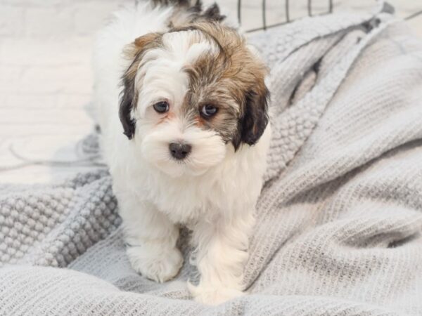 Maltipoo Dog Female Brown & White 36320 Petland Novi, Michigan