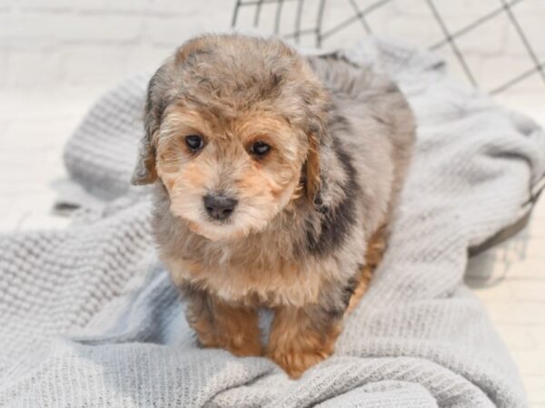 Miniature Poodle Dog Male Blue Merle 36322 Petland Novi, Michigan