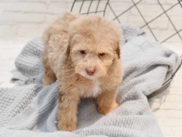 Miniature Poodle-Dog-Male-Red Merle-36323-Petland Novi, Michigan