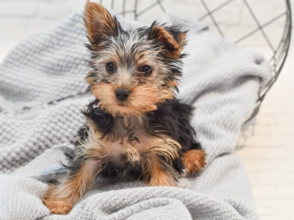 Silkshire Terrier Dog Male Black & Tan 36327 Petland Novi, Michigan