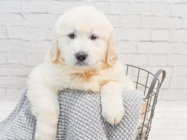 Golden Retriever-Dog-Male-Golden-36328-Petland Novi, Michigan