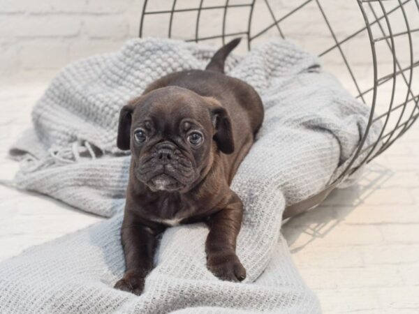 Puggle Dog Male Black 36325 Petland Novi, Michigan