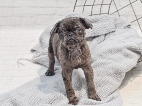 Puggle Dog Female Blue Merle 36324 Petland Novi, Michigan