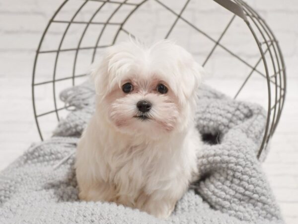 Maltese Dog Male White 36326 Petland Novi, Michigan