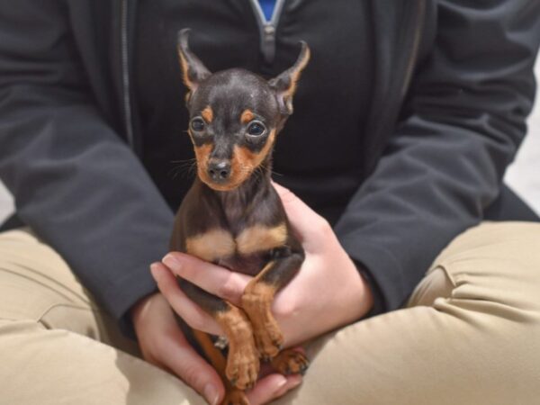 Miniature Pinscher-Dog-Female-Black / Tan-36317-Petland Novi, Michigan