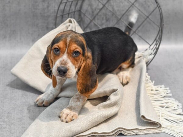 Beagle Dog Female Tri 36330 Petland Novi, Michigan