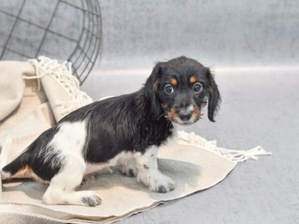 Dachshund Dog Female White / Black 36331 Petland Novi, Michigan