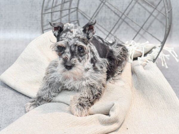 Miniature Schnauzer Dog Female Blue Merle 36332 Petland Novi, Michigan