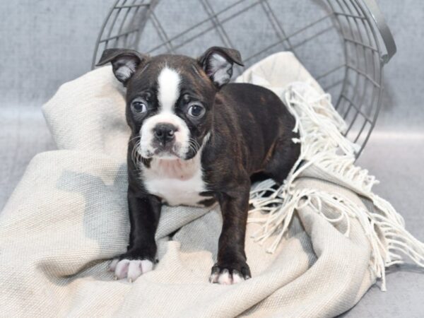 Boston Terrier Dog Male Chocolate & White 36333 Petland Novi, Michigan