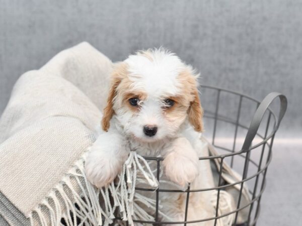 Cavachon Dog Female Bleinheim 36334 Petland Novi, Michigan