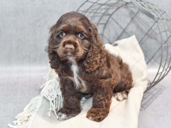 Cocker Spaniel Dog Male Chocolate 36335 Petland Novi, Michigan