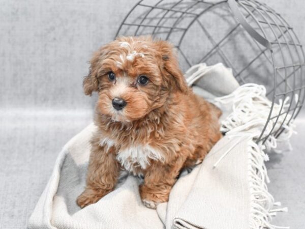 Yorkiepoo-Dog-Male-Brown-36336-Petland Novi, Michigan