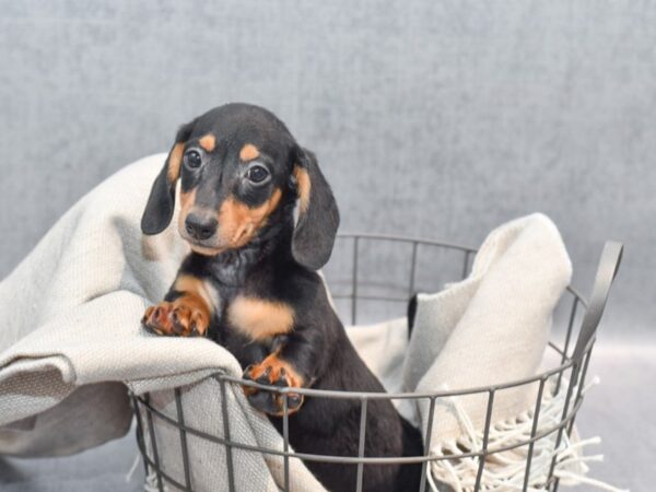 Dachshund Dog Male Black and tan 36337 Petland Novi, Michigan