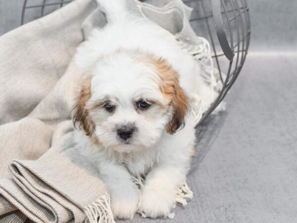 Teddy Bear Dog Male Brown & White 36338 Petland Novi, Michigan