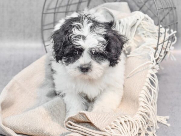 Teddy Bear-Dog-Female-Black & White-36339-Petland Novi, Michigan