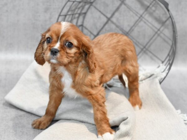 Cavalier King Charles-Dog-Female-Ruby-36342-Petland Novi, Michigan