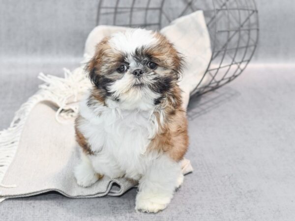 Shih Tzu Dog Male Gold & White 36343 Petland Novi, Michigan