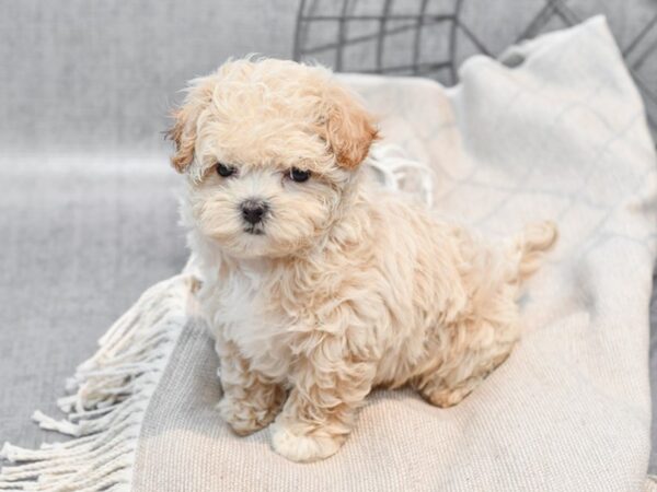 Maltipoo Dog Female Apricot 36344 Petland Novi, Michigan