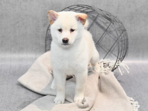 Shiba Inu-Dog-Female-Cream-36347-Petland Novi, Michigan