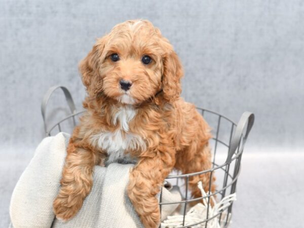 Cavapoo Dog Male Red & White 36350 Petland Novi, Michigan