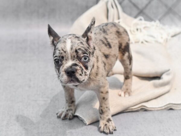 French Bulldog-Dog-Female-Blue Merle-36340-Petland Novi, Michigan