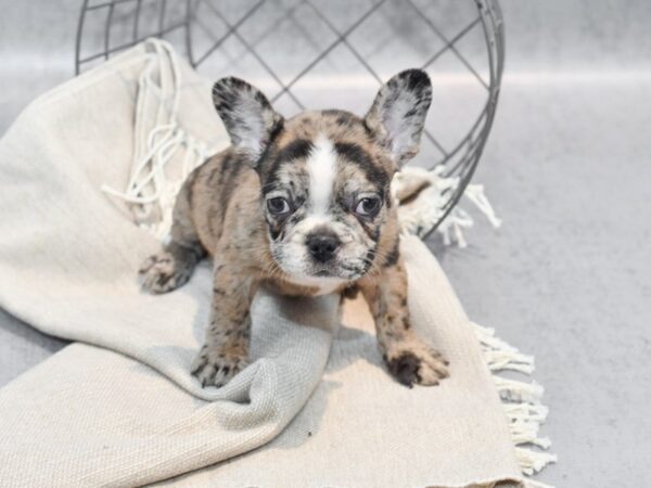 French Bulldog-Dog-Female-Chocolate Merle-36341-Petland Novi, Michigan