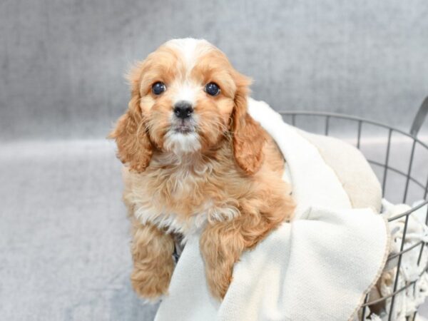 Cavapoo Dog Female Red 36354 Petland Novi, Michigan