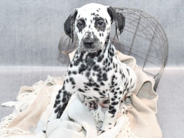 Dalmatian Dog Male White / Black 36355 Petland Novi, Michigan