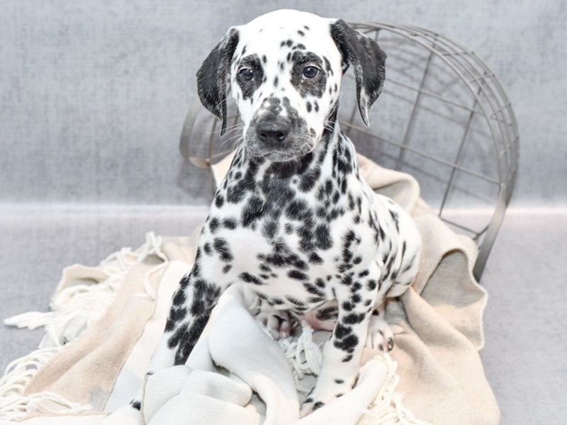 Dalmatian Puppies - Petland Novi, Michigan