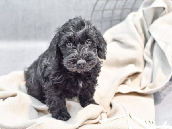 Schnoodle-Dog-Male-Black-36362-Petland Novi, Michigan