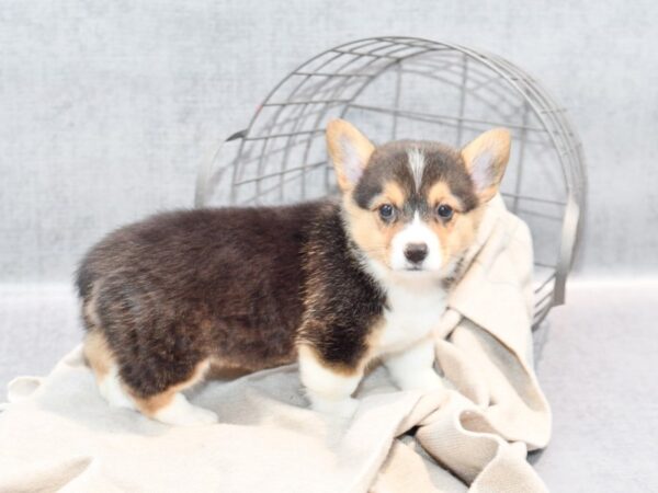 Pembroke Welsh Corgi Dog Female Red & White 36364 Petland Novi, Michigan