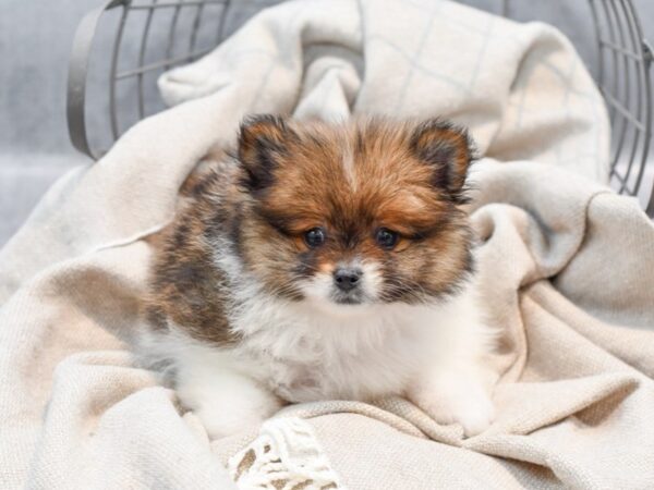 Pomeranian Dog Male Sable & White 36365 Petland Novi, Michigan