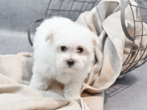 Maltichon-Dog-Female-White-36366-Petland Novi, Michigan